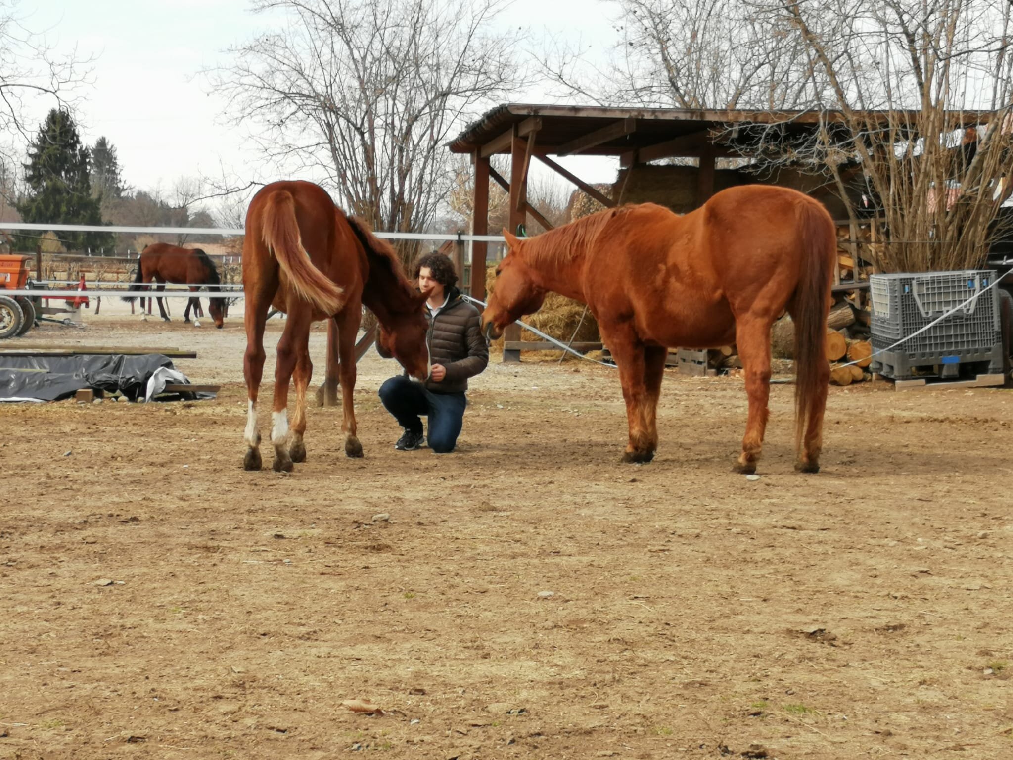   PICTURED:  The horse on the left is Cobalto, the horse that likes me the most on the farm - perhaps because he likes everyone. 