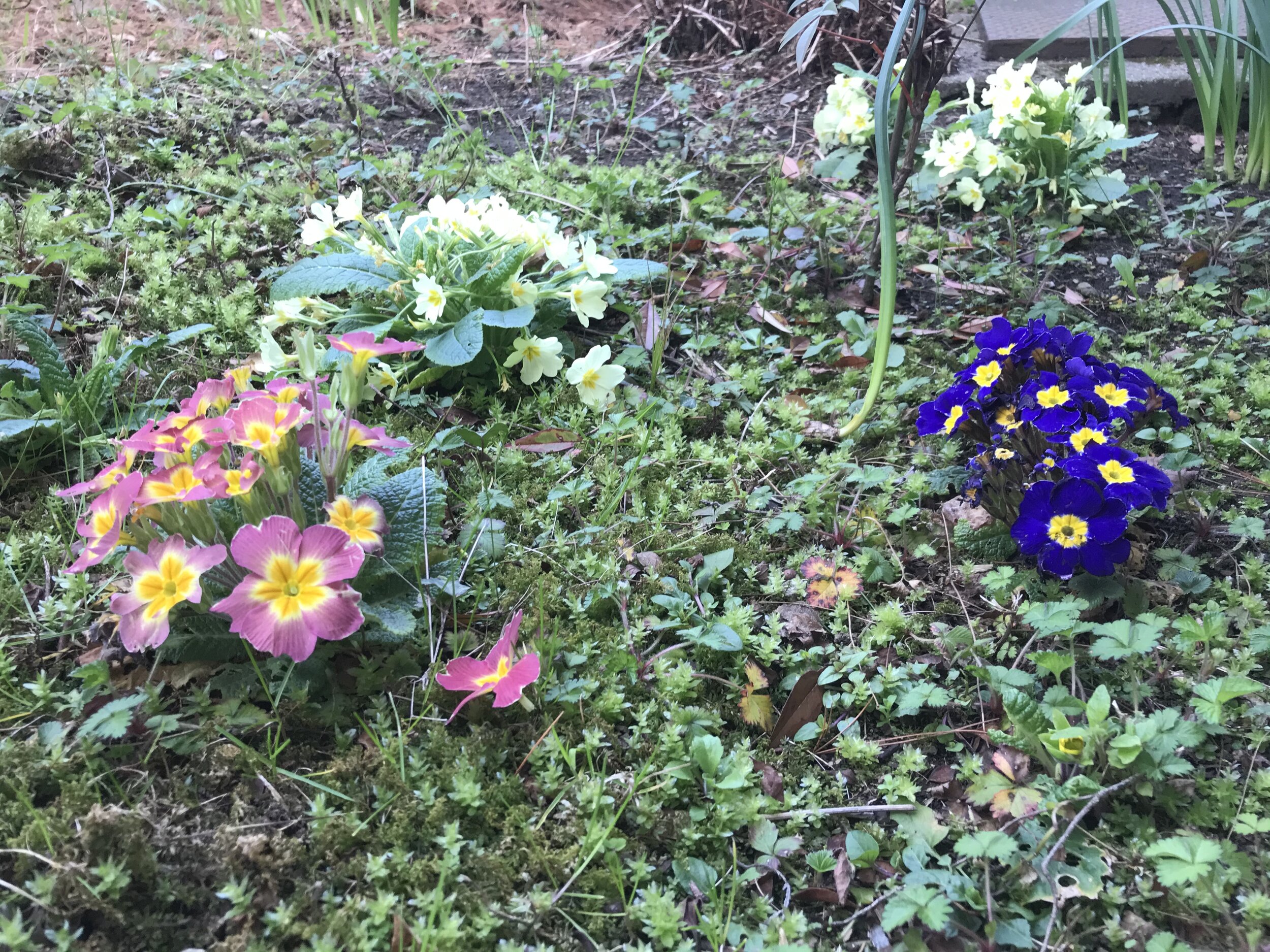   PICTURED:   Nonna Carla  was the first person to ever tell me that flowers grown in the shade will have different colors than flowers grown in the sun. 
