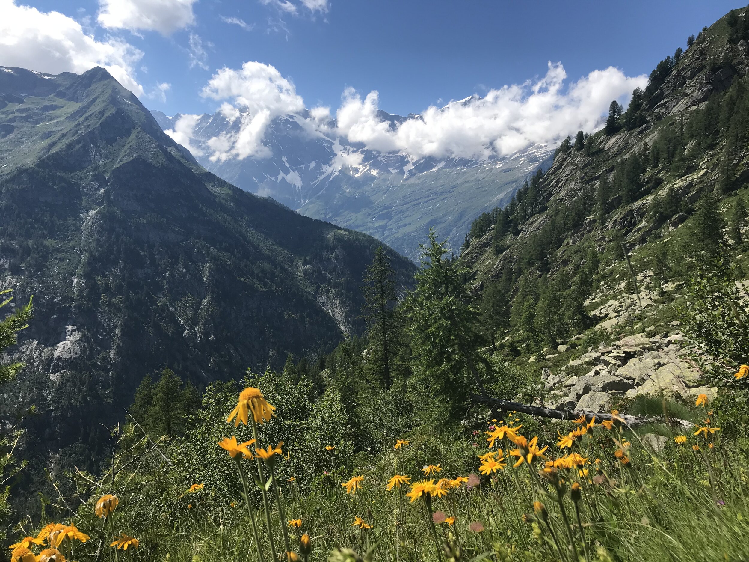   PICTURED:  Orange flowers congregate on the slopes of  Alpe Quarazzola di Sotto  past 1,600 meters above sea level. 