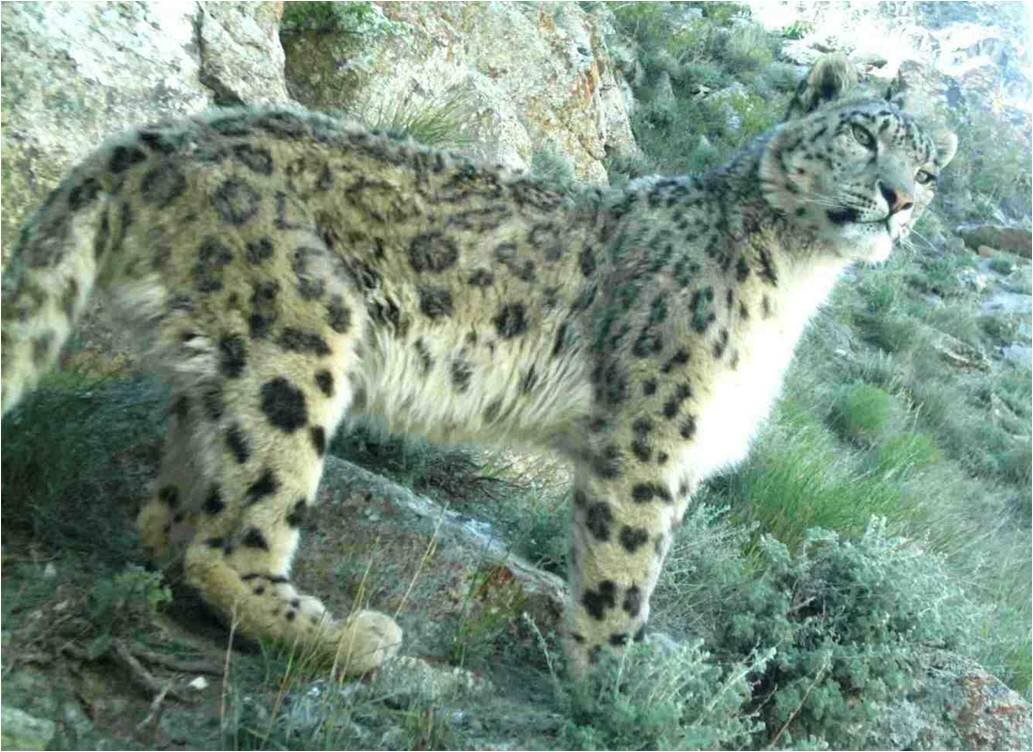 PICTURED: A snow leopard in the wilds of Afghanistan. Photo credit: USAID Afghanistan. CC 2.0.
