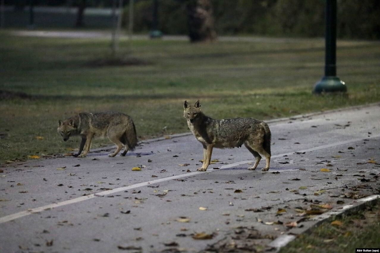HAIFA, Israel. April 15th, 2020. PICTURED: Jackals cross a footpath in an Israeli city. Since COVID-19 shutdown orders began, social media and news sites are abuzz with images of animals wandering through densely population areas.