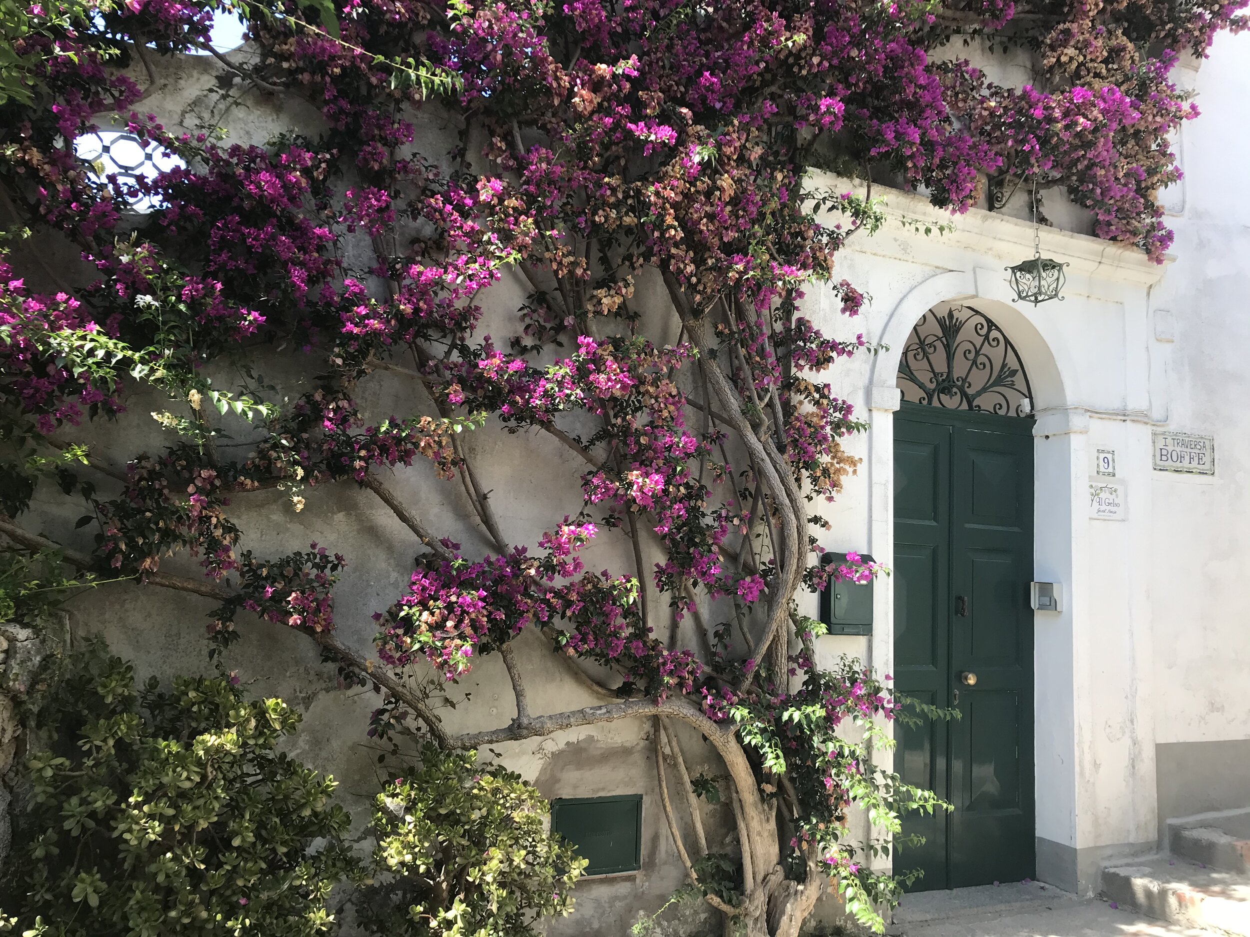  CAPRI, Napoli. August 4th, 2020. PICTURED: A stunningly old flower bush has slowly taken over the doorway of a small house in the hills above Capri. 