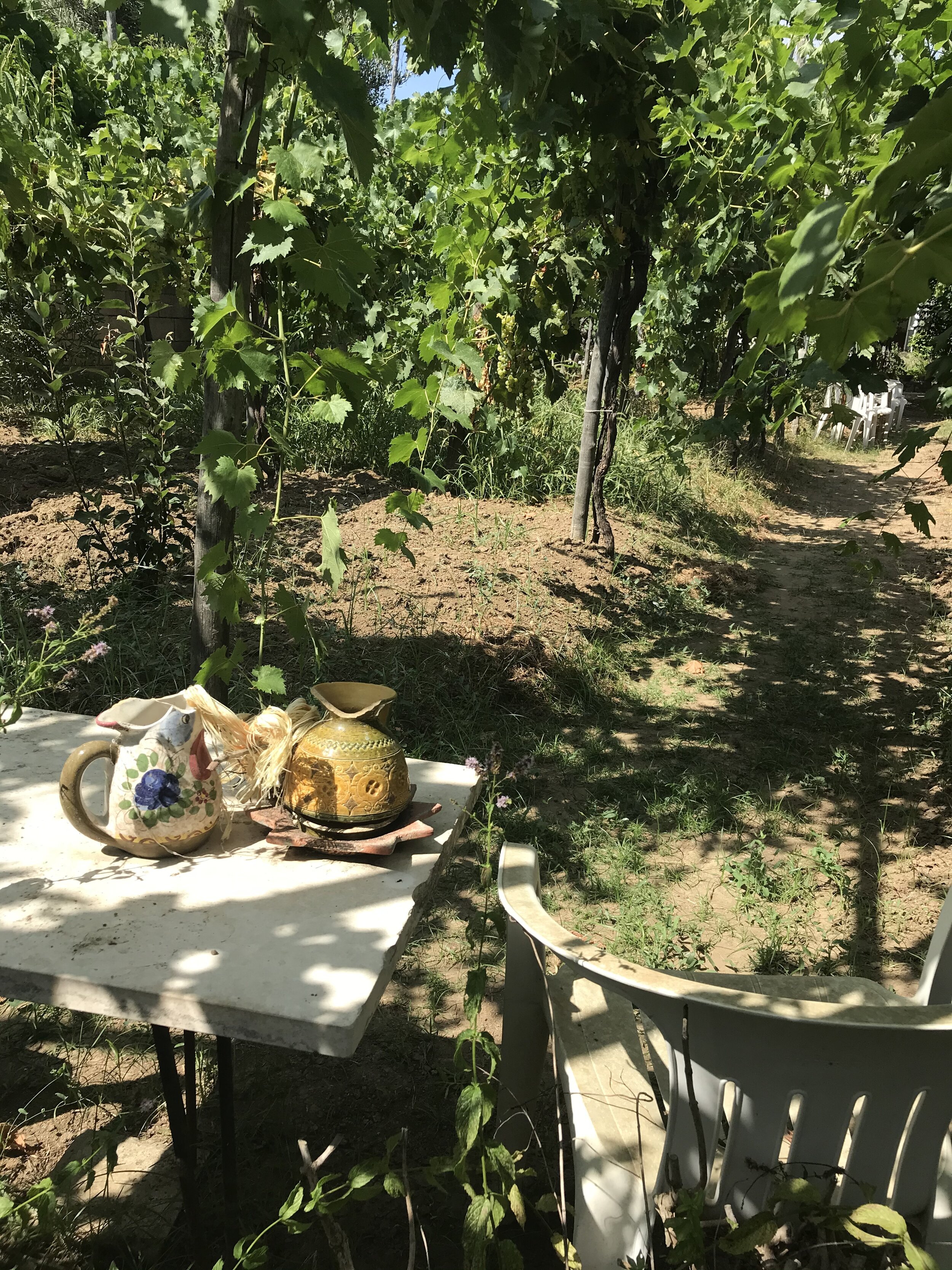  CAPRI, Napoli. August 4th, 2020. PICTURED: A resident’s afternoon tea sits without imbiber in the afternoon sun under a grape arbor. 