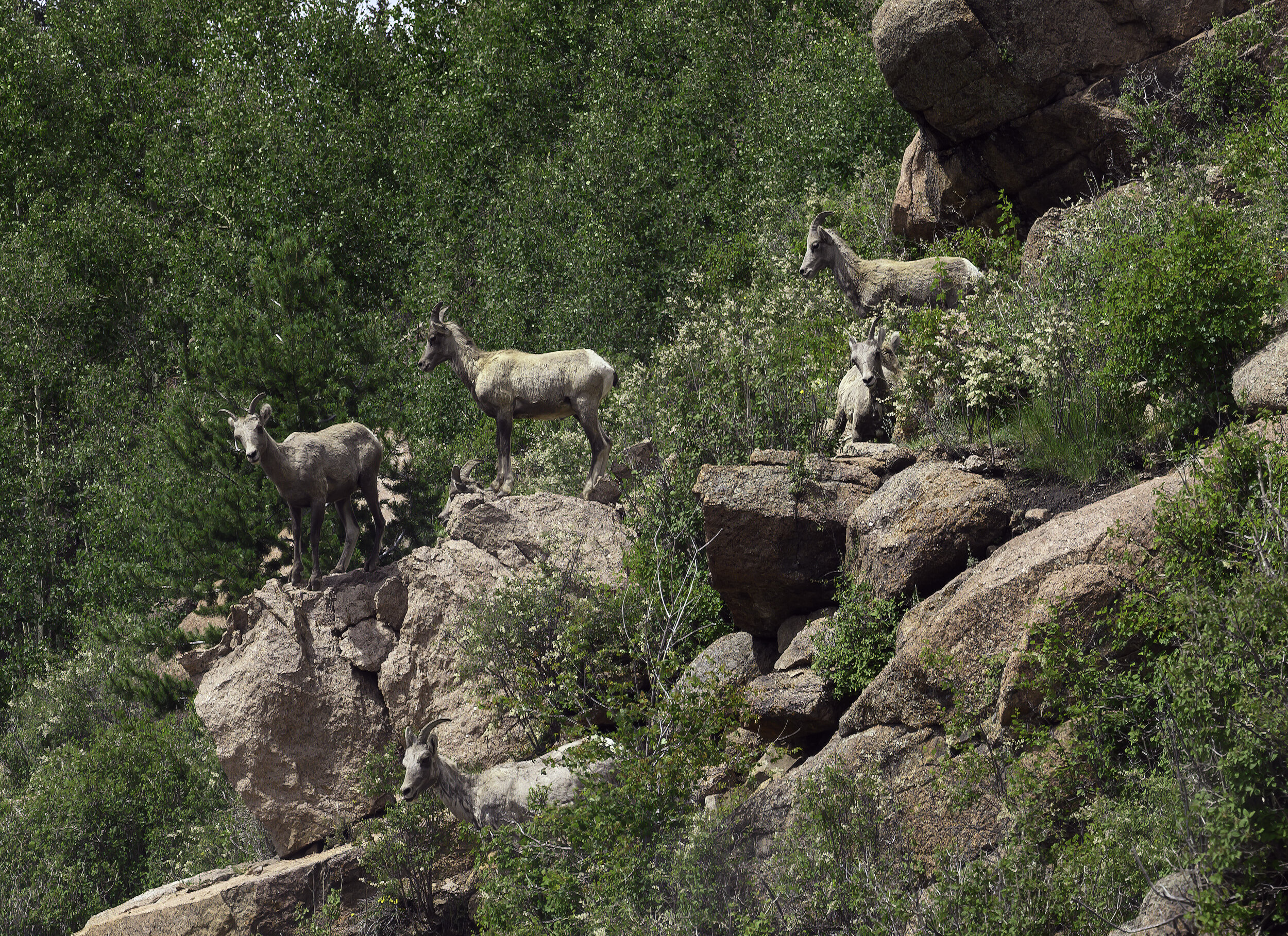 PICTURED: Goats are a serial-invasive animal, capable of decimating entire island ecosystems. They are hard to stop because they are very resilient, can climb steep mountains, and eat practically any plant.