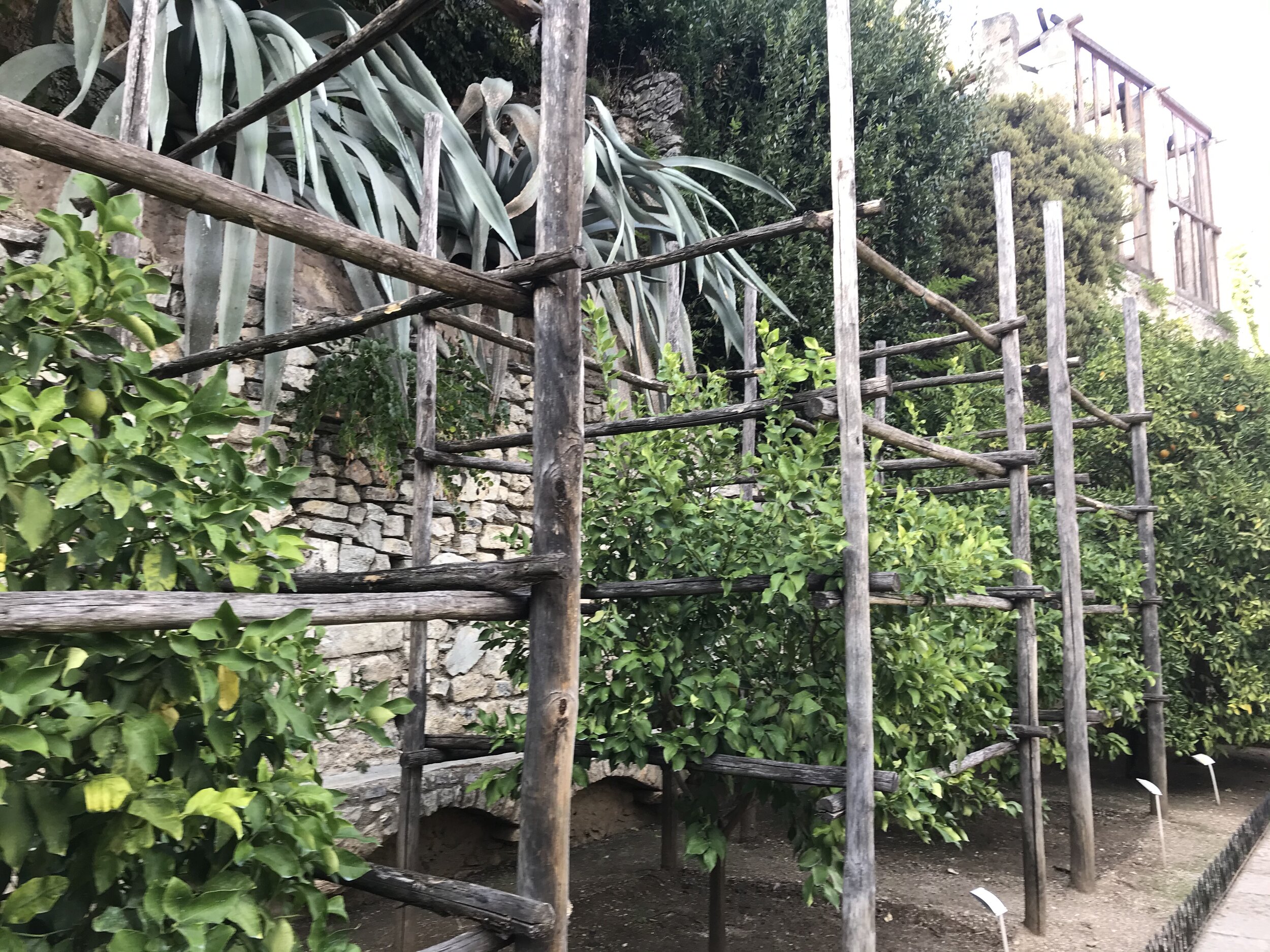   PICTURED:  The interior of one of the Limone greenhouses, which still produces lemons used to make limoncello and other treats. 