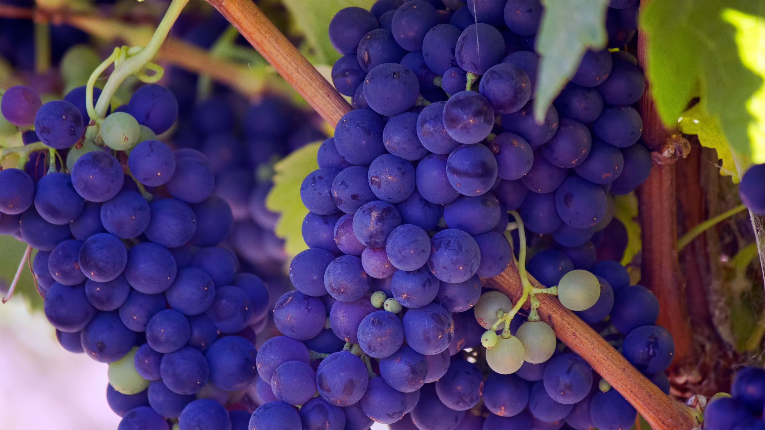 Resveratrol is found in the skin and stems of plants, and famously can be found in trace amounts in red wine due to the stress put on the plants during the winemaking process.