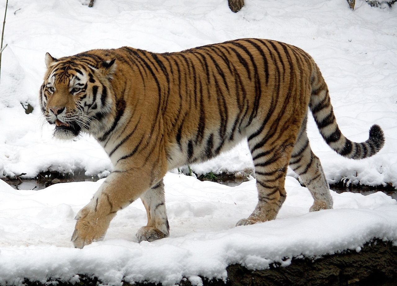 PICTURED: A male panthera tigris altaica, at Leipzig Zoo. Photo credit: Appaloosa, CC 3.0.