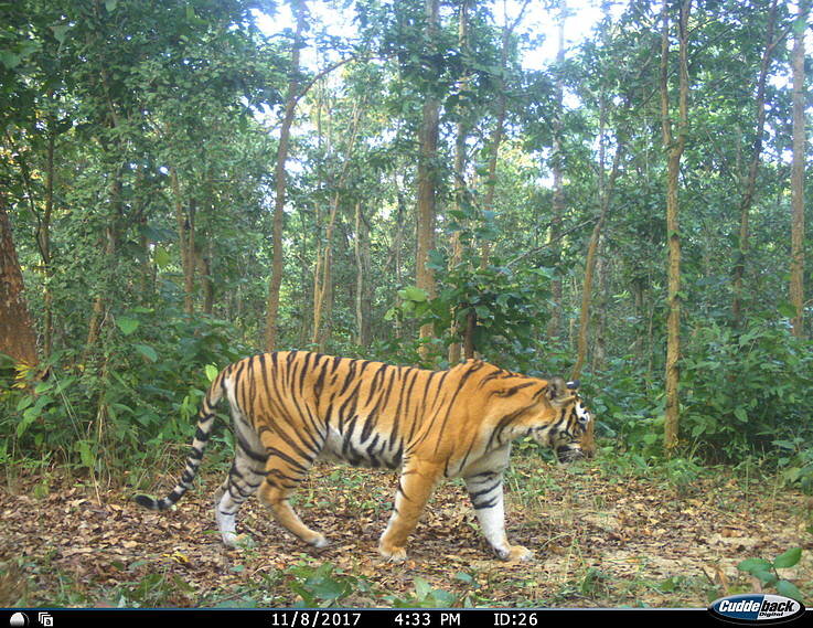 PICTURED: Camera trap image of a tiger in the Khata Corridor, where Chhabi Magar lives and works. Photo credit: DNPWC / WWF Nepal ©