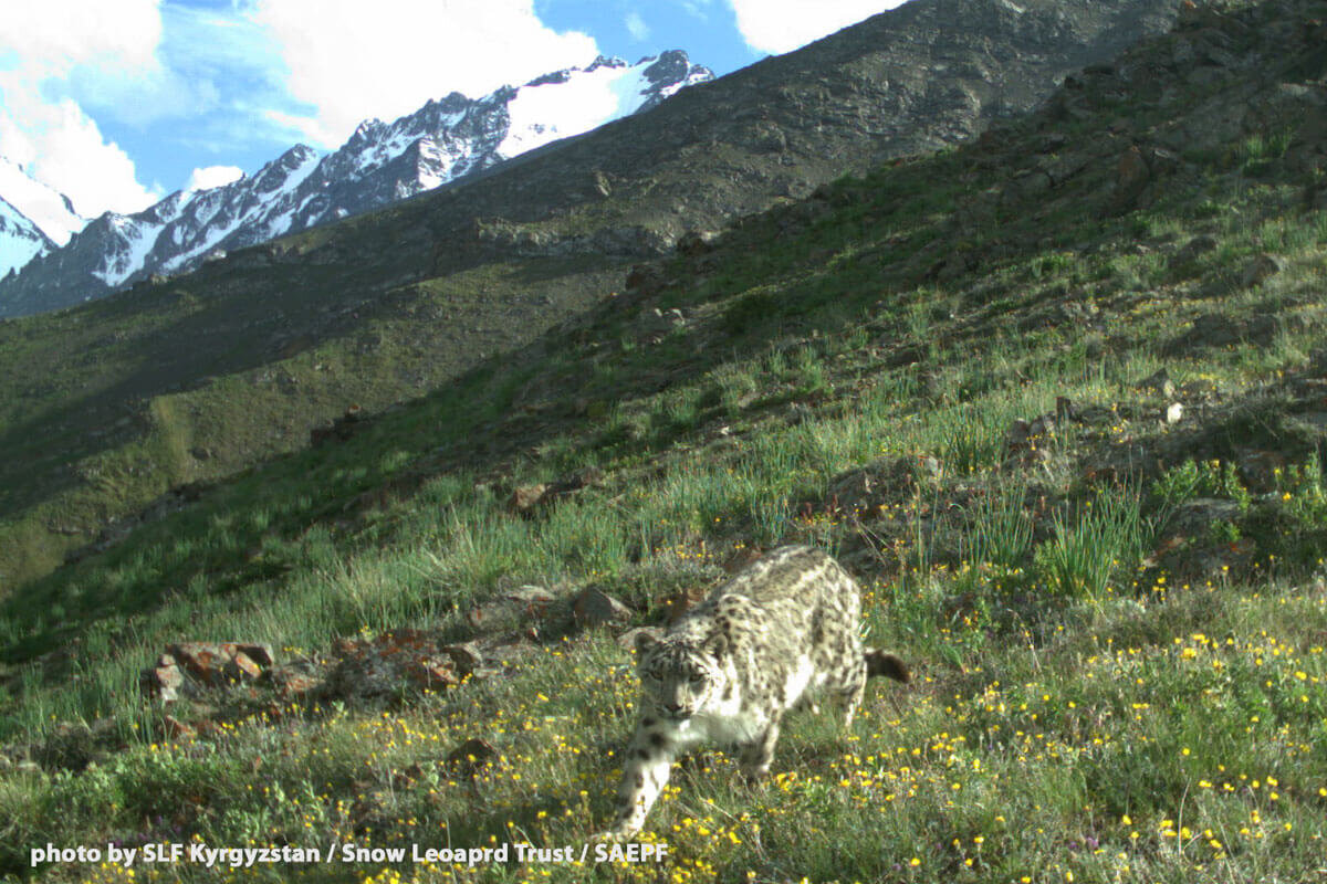 PICTURED: A snow leopard creeps through a meadow in the Shamshy Valley, one of the regions containing two new conservation areas. Photo credit: Snow Leopard Trust.