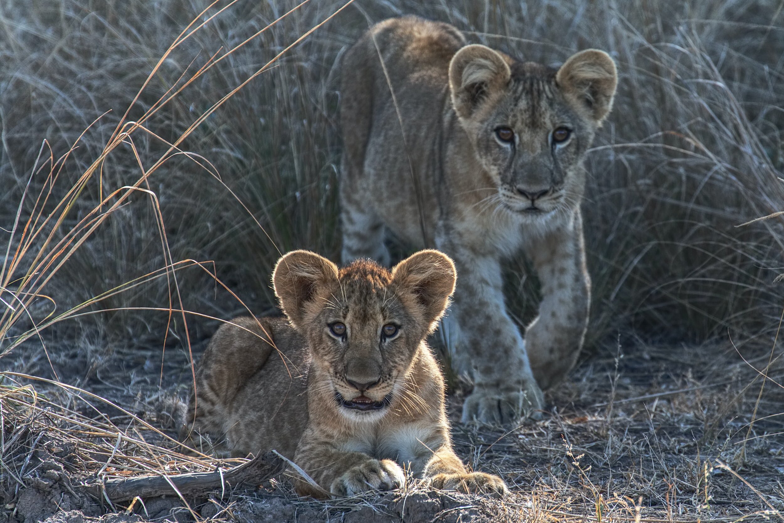 PICTURED: Lion cubs in Luangwa National Park, Zambia.