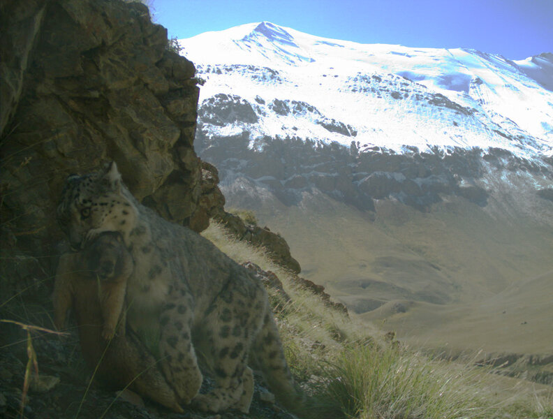 PICTURED: A camera trap captures a rare image of a snow leopard after a successful hunt. Photo credit: Snow Leopard Trust.
