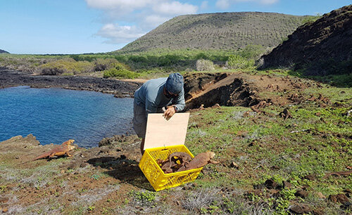 PICTURED: A volunteer lets part of the 461 recently-released iguanas free on Santiago Island. Photo credit: GNPD.