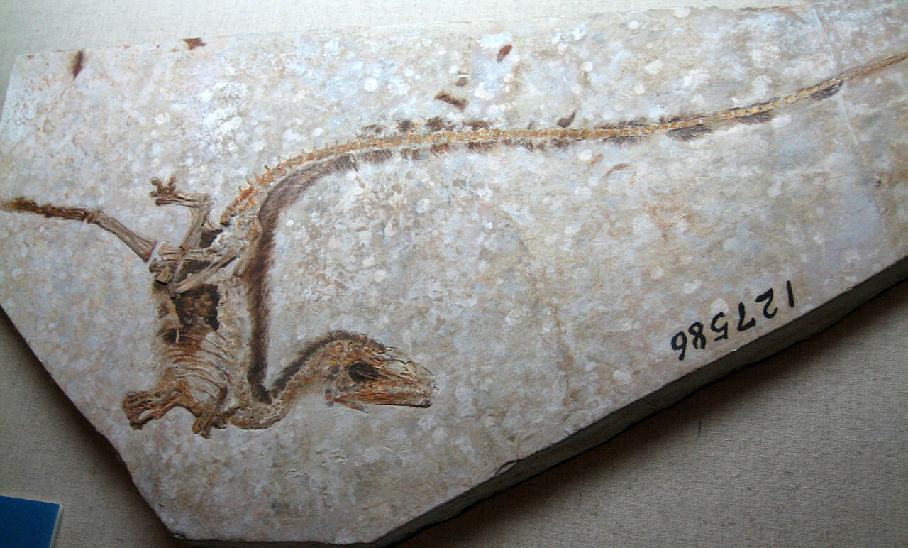 PICTURED: A fossil of sinosauropteryx, the first dinosaur discovered with feathers. Photo credit: Sam Ose. CC 2.0.