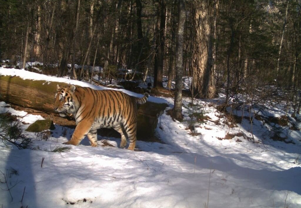 PICTURED: An Amur, or Siberian Tiger in the Bastak Nature Reserve, Russia. Photo credit: Bastak Nature Reserve. CC 4.0.