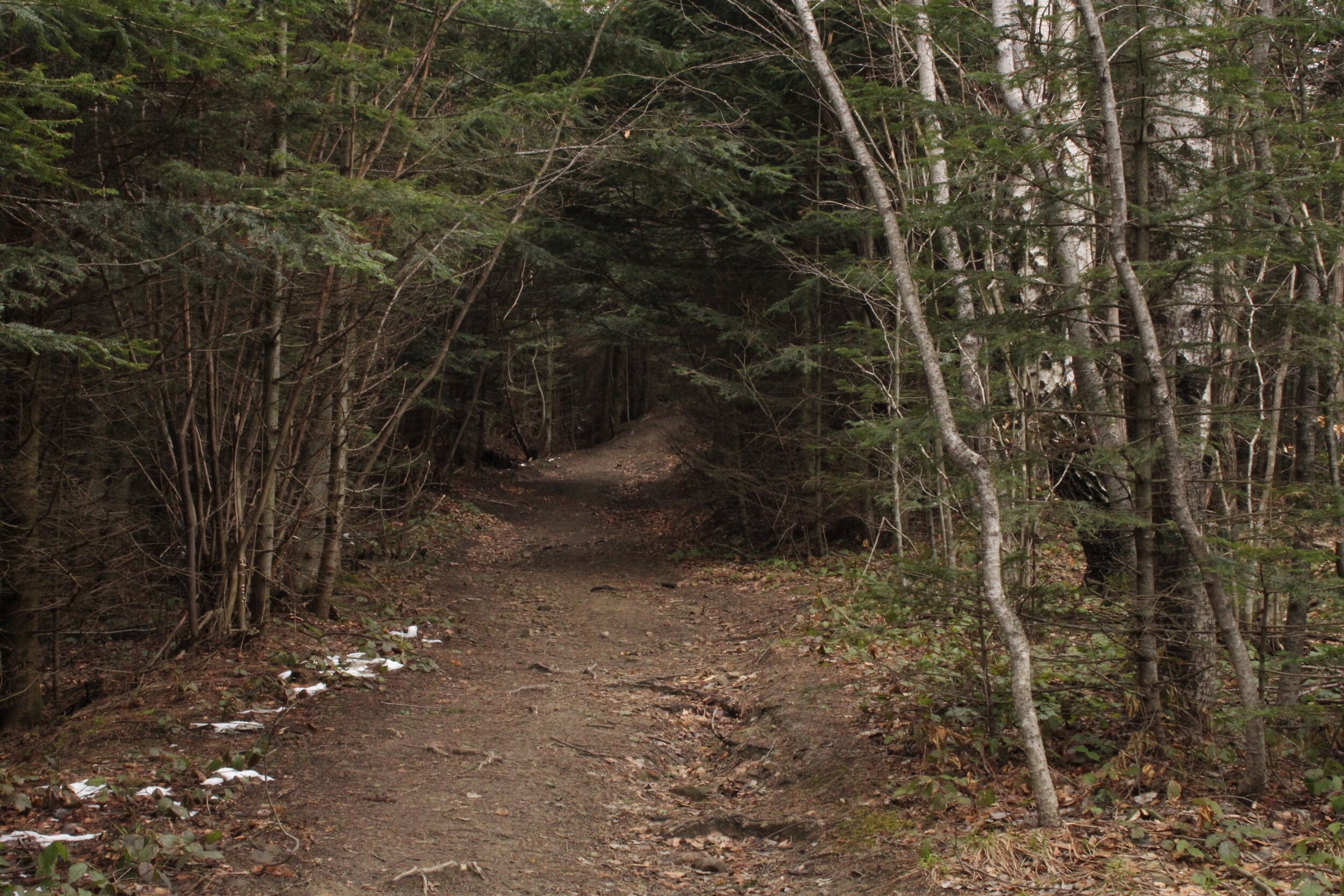   PICTURED:  I got a chance to practice my forest photography while hiking the path to Parashka. 