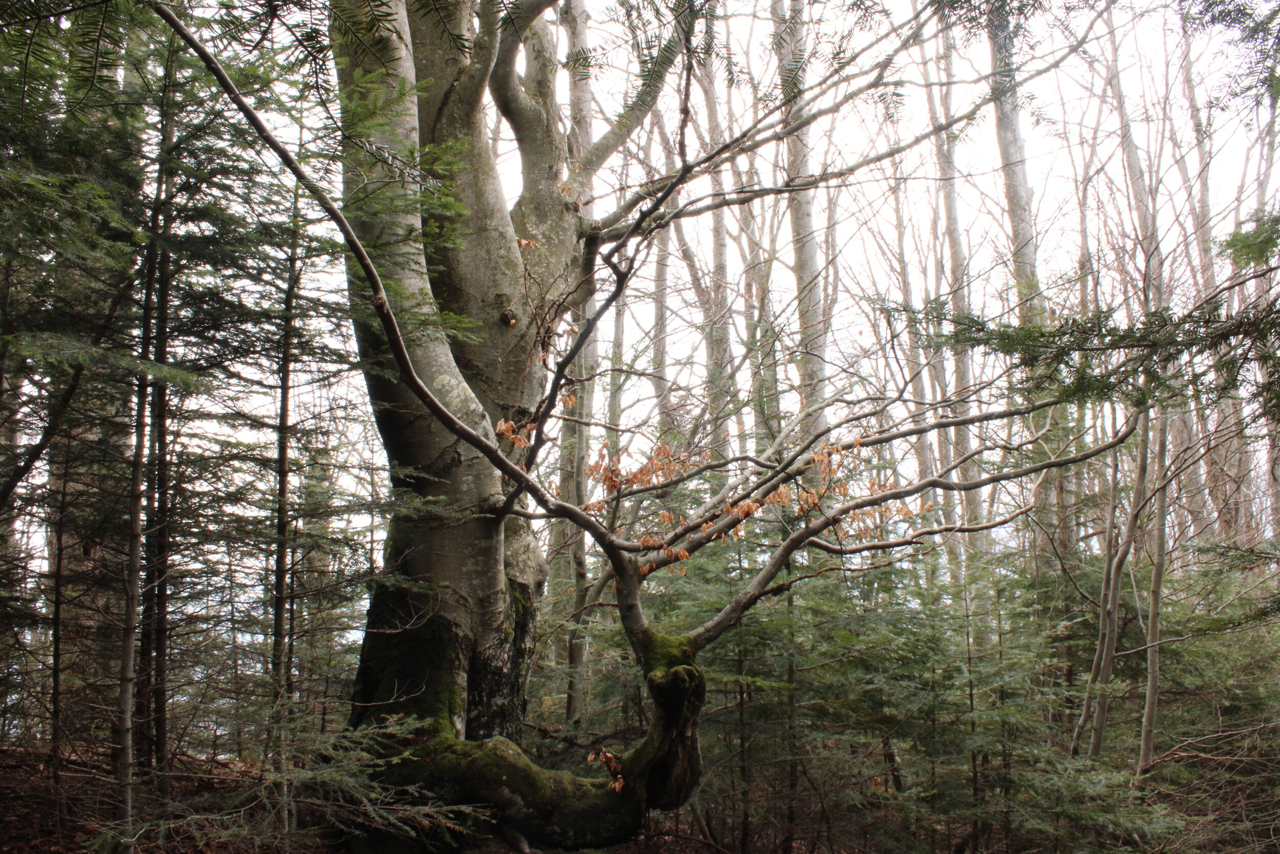   PICTURED:  An old beech tree towers over the surrounding spruce and birch. The UNESCO Site for the Carpathian Mountains mentions beech trees in the title, and their forms on the hike up Parashka are nothing short of extraordinary.  