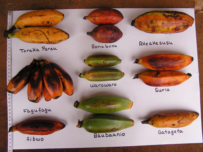 PICTURED: Various cultivars of bananas from the Solomon Islands. PC: Englberger et al. released from Science Direct.