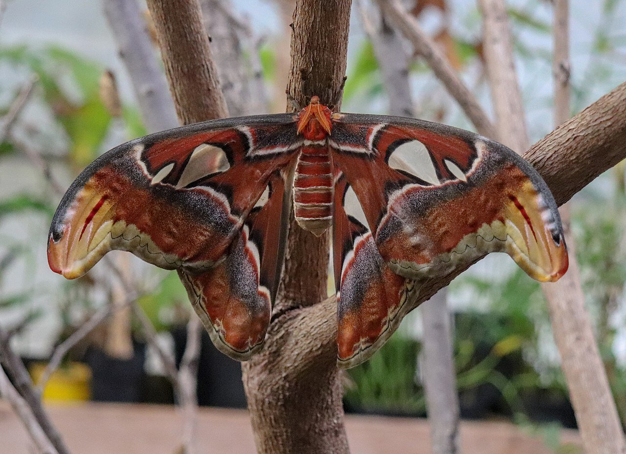 PICTURED: Atlas Moth or Attacus atlas, has rippled and folded sections at the tips of its forewings, which are actually the most powerful sonar jammer of all. Taken at the Stratford Butterfly Farm, Stratford-upon-Avon. PC: Vauxford. CC 4.0.