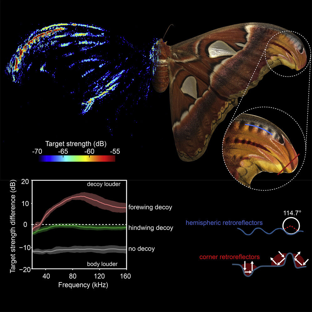 PICTURED: In this graphical abstract taken from the study, it shows an acoustic map of the strength of sound wave reflection off of the body and wings of the moth. The reddish zone indicates where it was highest, around where the forewing decoy was.