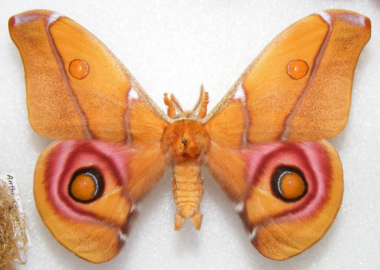 PICTURED: The Suraka silkmoth, or Antherina suraka. Lacking the twisted tails of the Luna moth, the Suraka silkmoth has special camouflage hairs that absorb sound rather than reflecting it. CC: Texas A&amp;M CC 3.0.