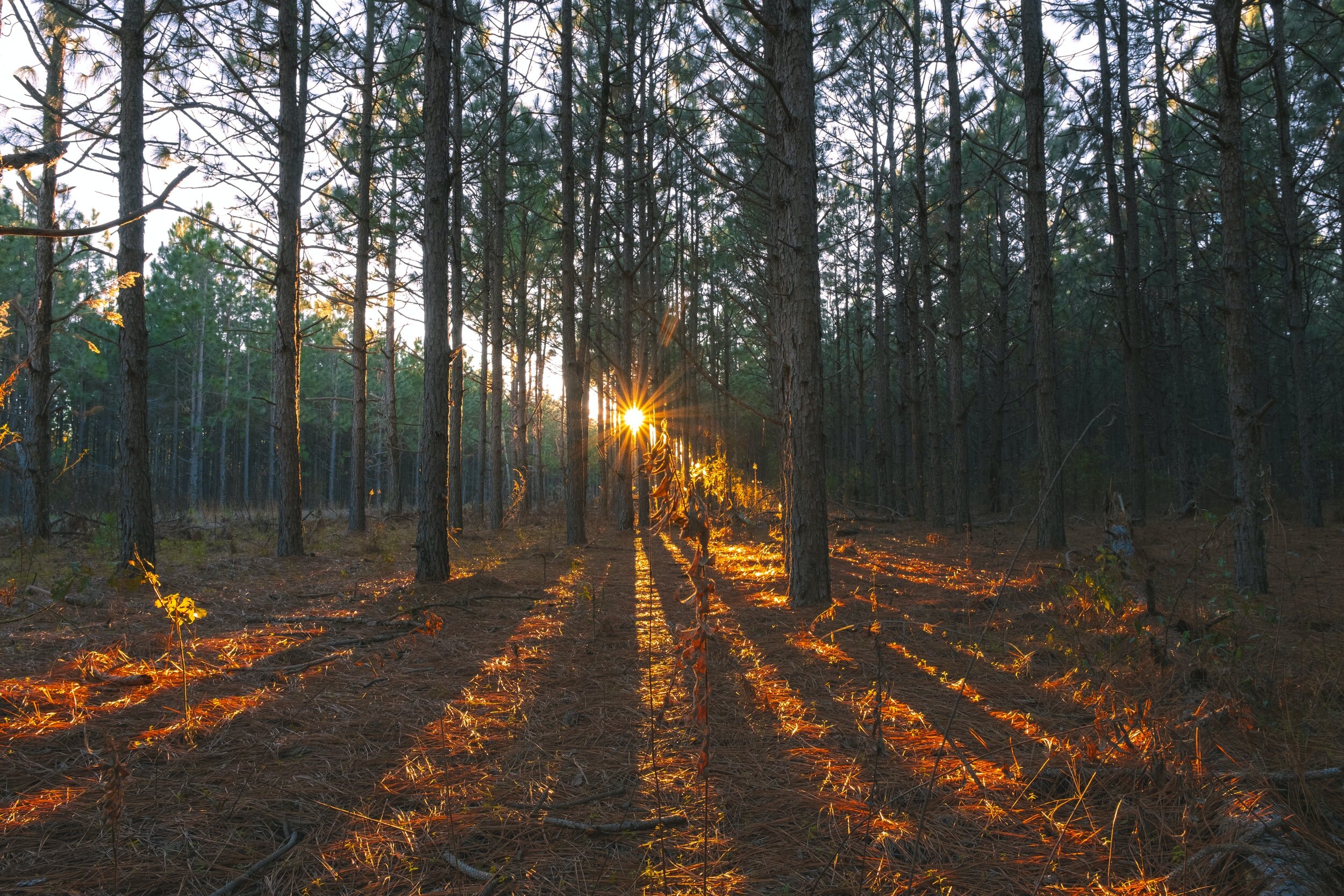 PICTURED: light shines through the “pines in lines” of a modern manually-planted pine forest.
