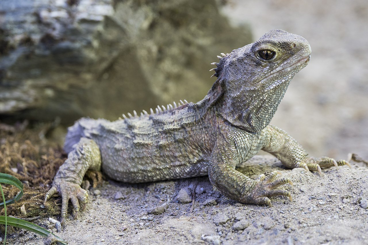 PICTURED: A northern tuatara at the West Coast Wildlife Centre, at Franz Josef on the southern West Coast of New Zealand. PC: Stewart Nimmo. CC 4.0.