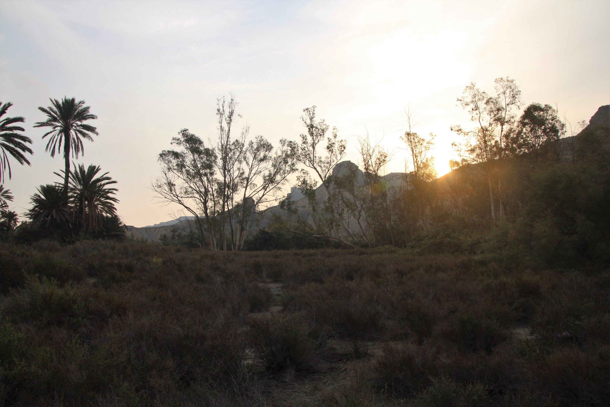   THE TABERNAS, Almeria, Spain. October 2nd, 2021. PICTURED:  A sunset illuminates the palms in the oasis featured in the film Lawrence of Arabia, shot in the desert of Spain.  Photo credit:  Andy Corbley ©. 