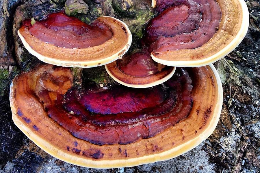 Why Medicinal Mushroom Species Might be one of the Only Supplements Worth Taking