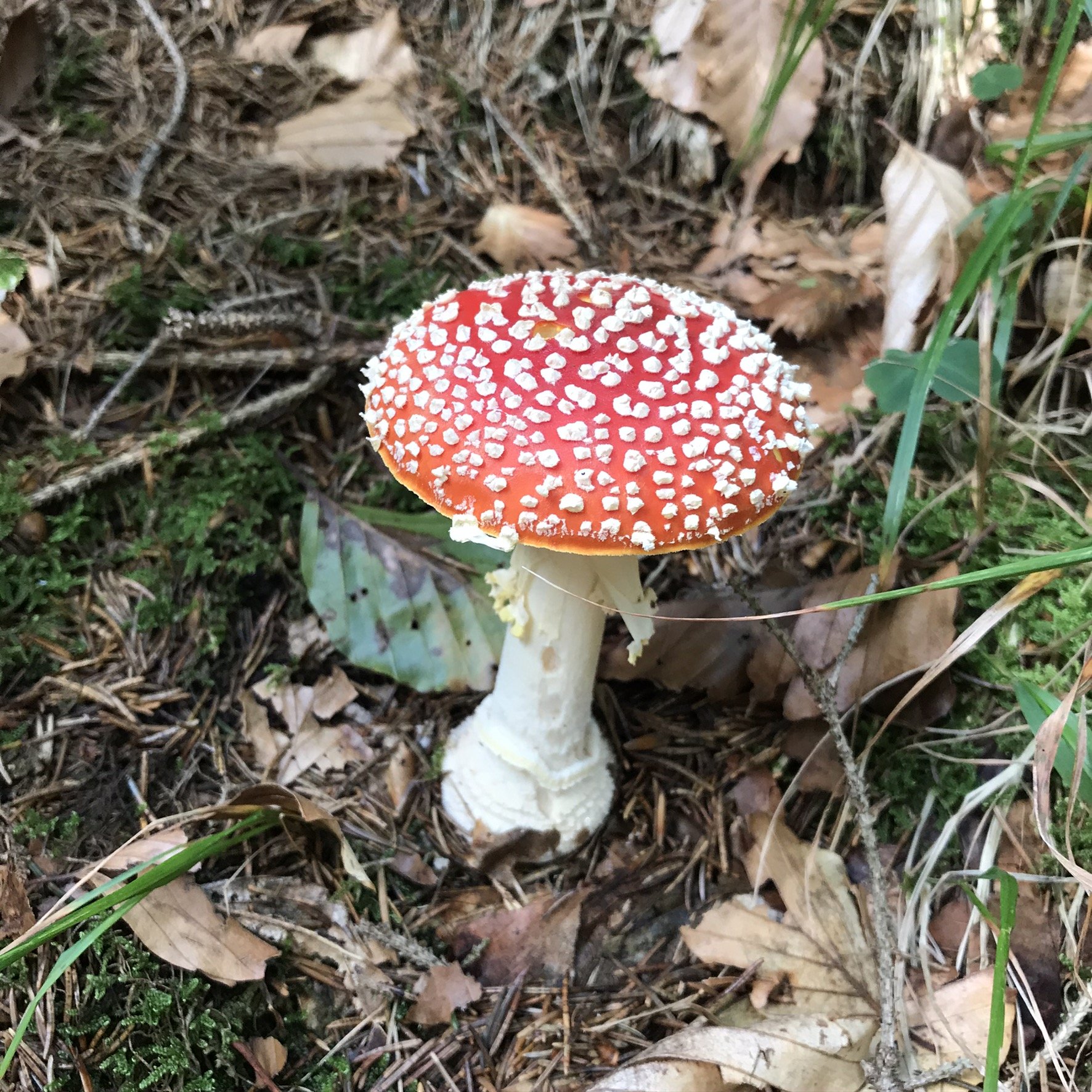  PICTURED: A mature amanita muscaria also known as the Alice in Wonderland mushroom, and a good hunting sign that porcini may be found nearby. PC: Andrew Corbley © 