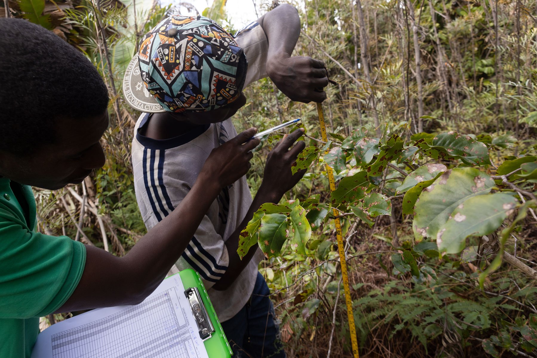  PICTURED: Marcellin and TG check on an older Green Again experiment and measure some of their more mature plants just outside Ambonivato, Madagascar. August 2022. PC: Jenny Mayfield for Green Again Madagascar. © 