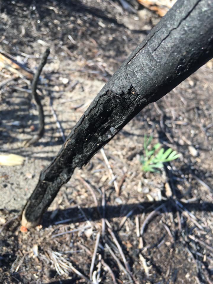  PICTURED: The remains of a planted sapling after a forest fire. PC: Matt Hill, Green Again Madagascar. 