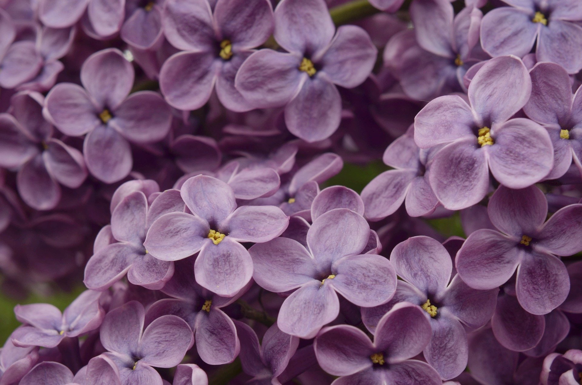 Lions, Lilacs, and Eggs, oh my!