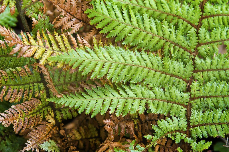LOW_OARC_Ferns1.jpg