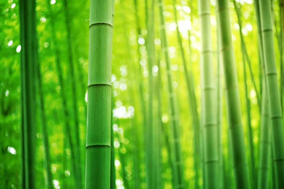 iStock-Bamboos_495329618.jpg