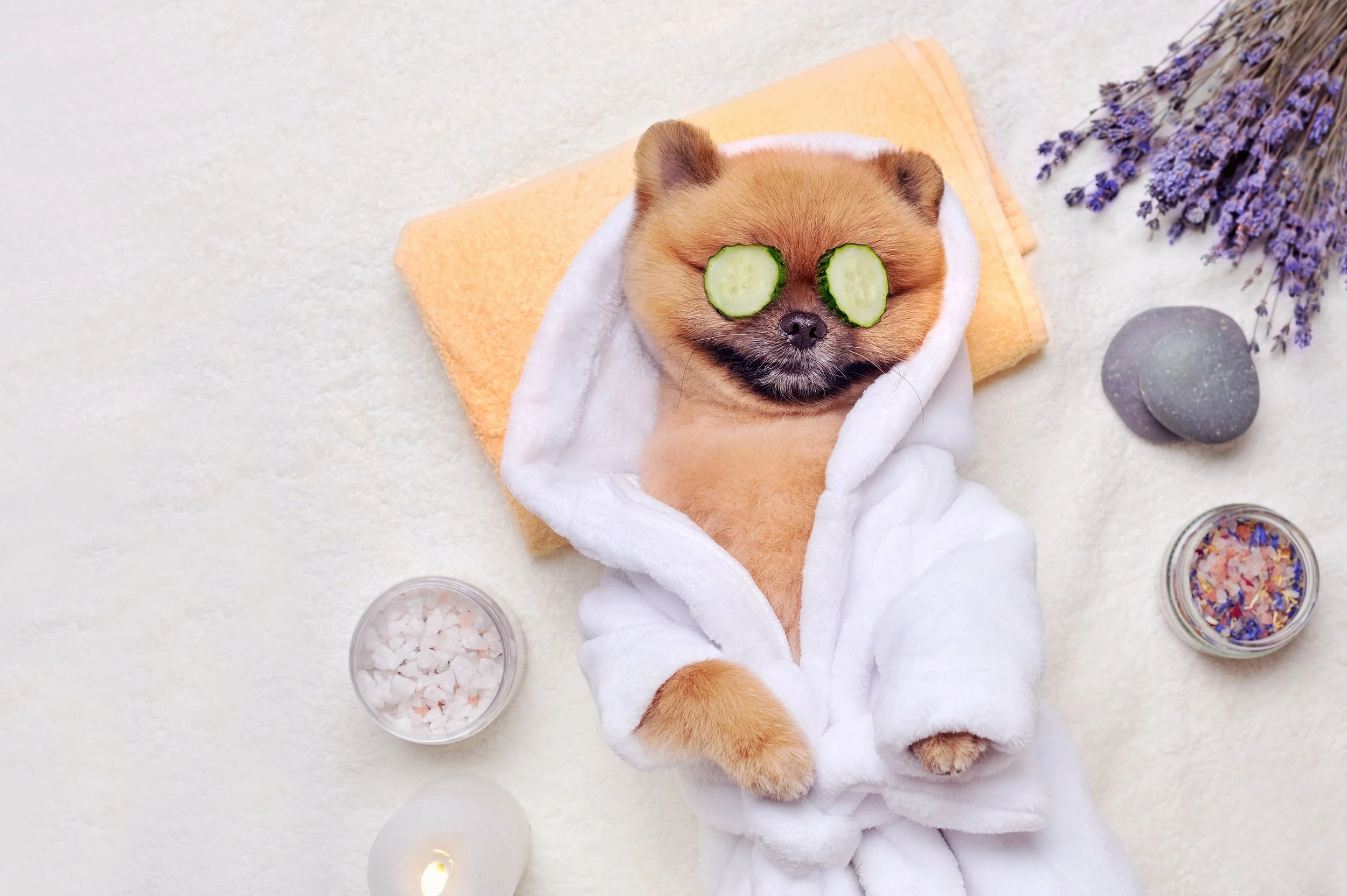 cute-puppy-at-grooming-spa.jpg