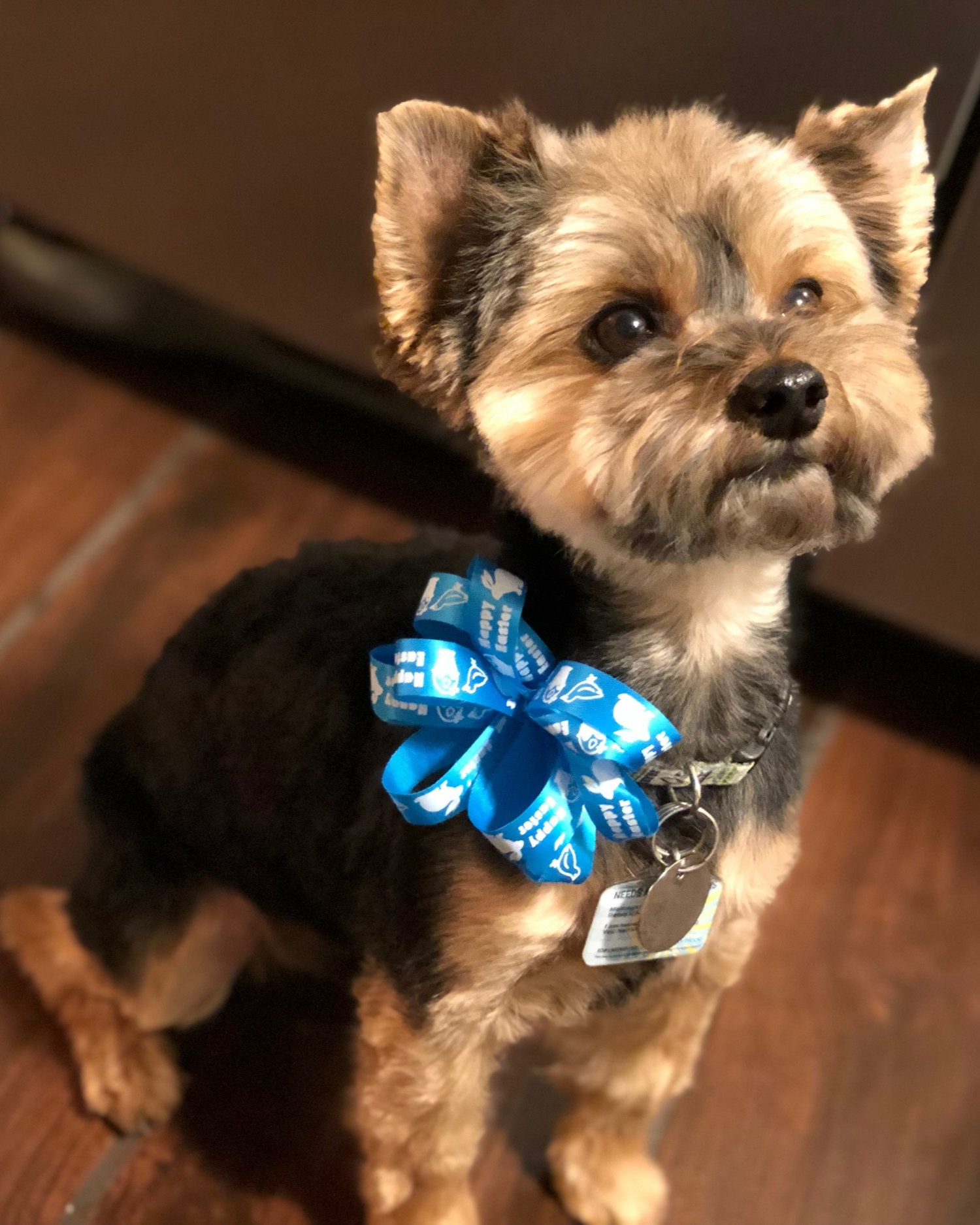 gentle dog grooming near me