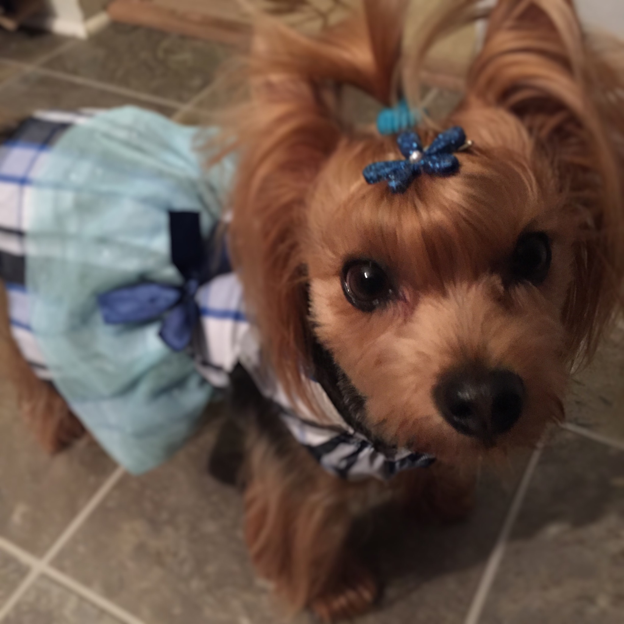 gentle-paws-dog-grooming-1.jpeg