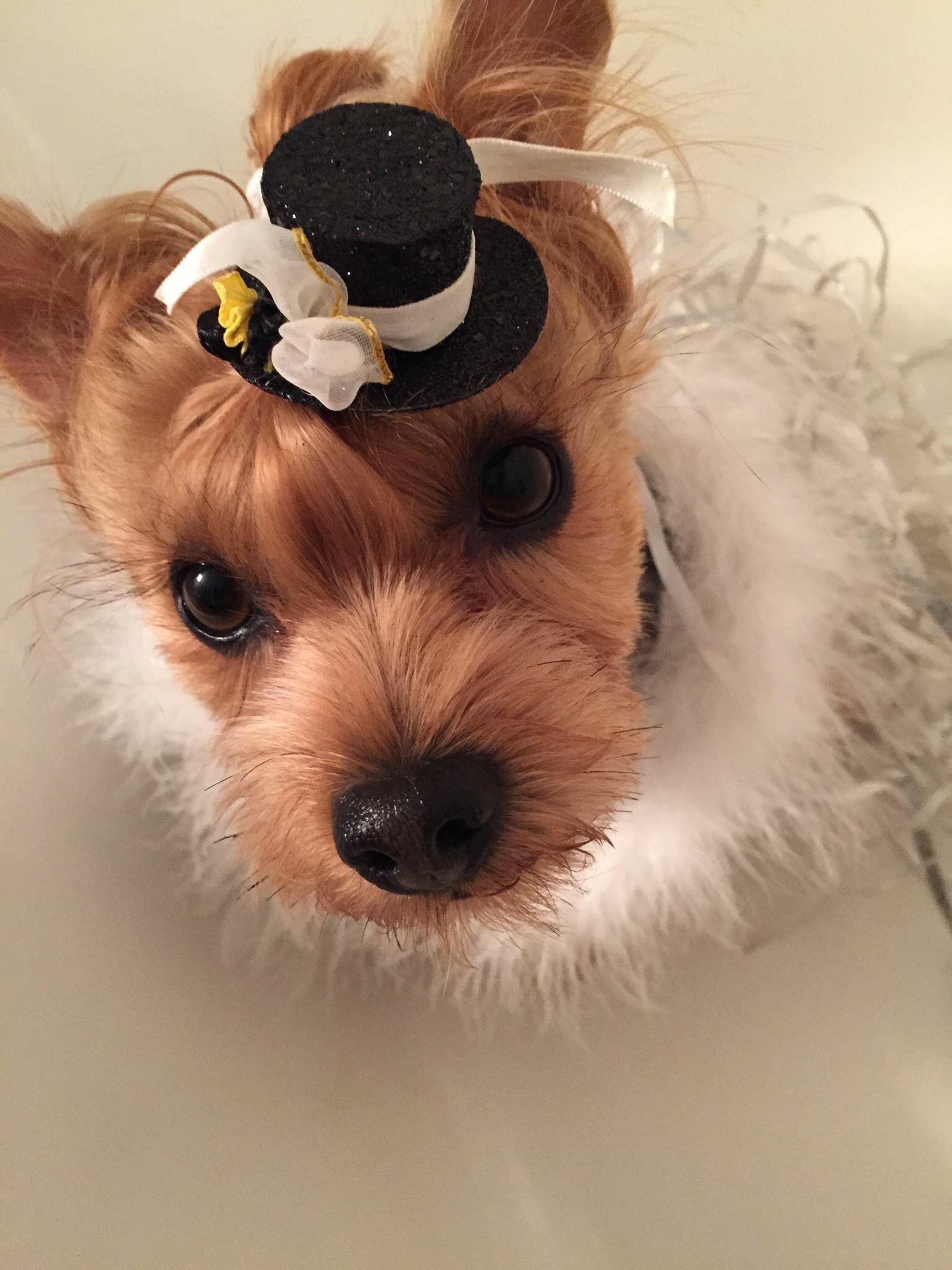 gentle-paws-dog-grooming-2.jpeg