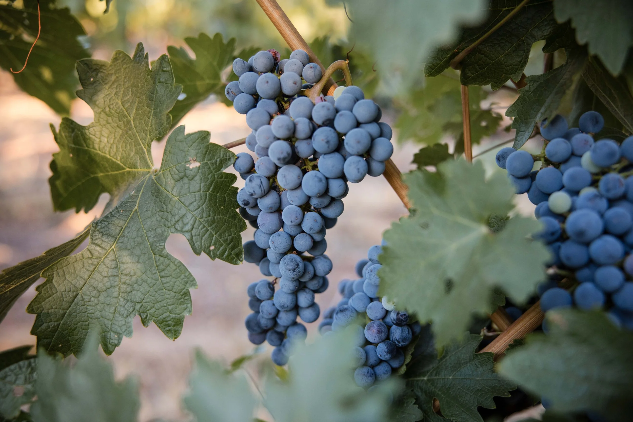 grapedetail.jpg