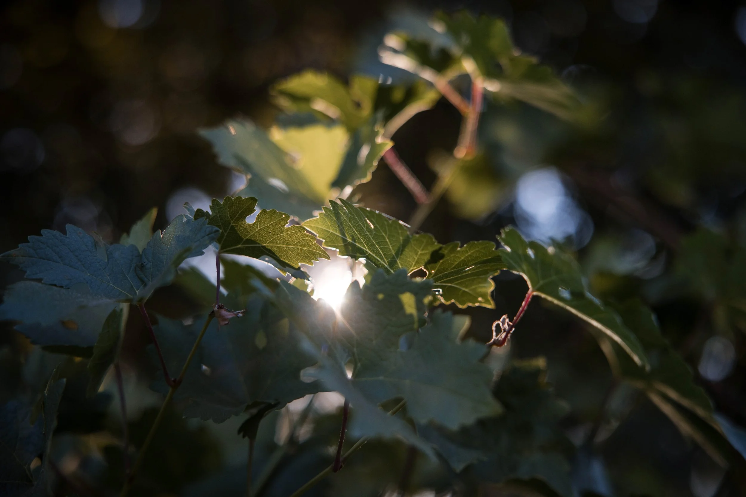 sunlight through the vine