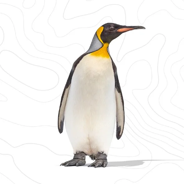 PenguinSq.jpg