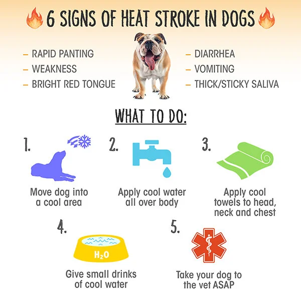 sign of heat in dogs