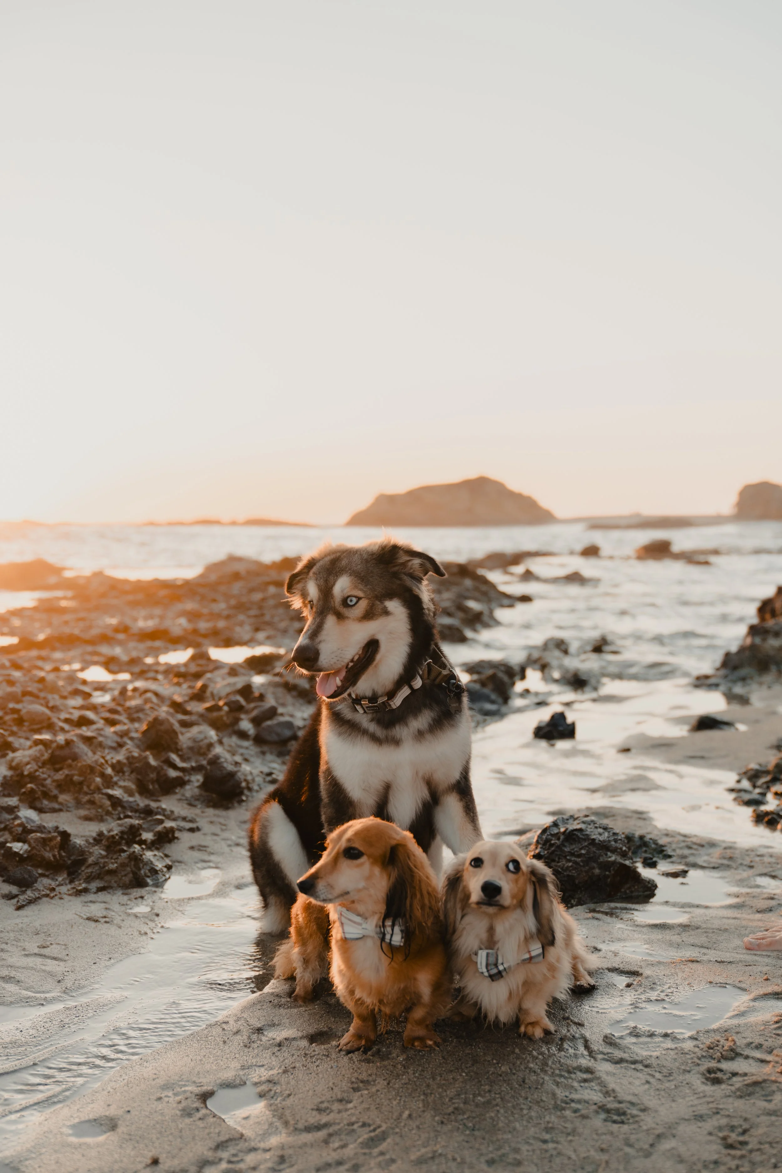 Dogs sitting on the beach during a pet friendly photo session in Laguna Beach.