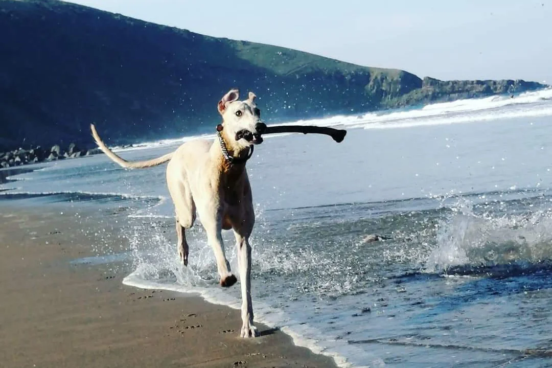 ECO-CANVAS PET BED COVER