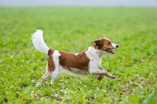 Bear Bits Dog Treats