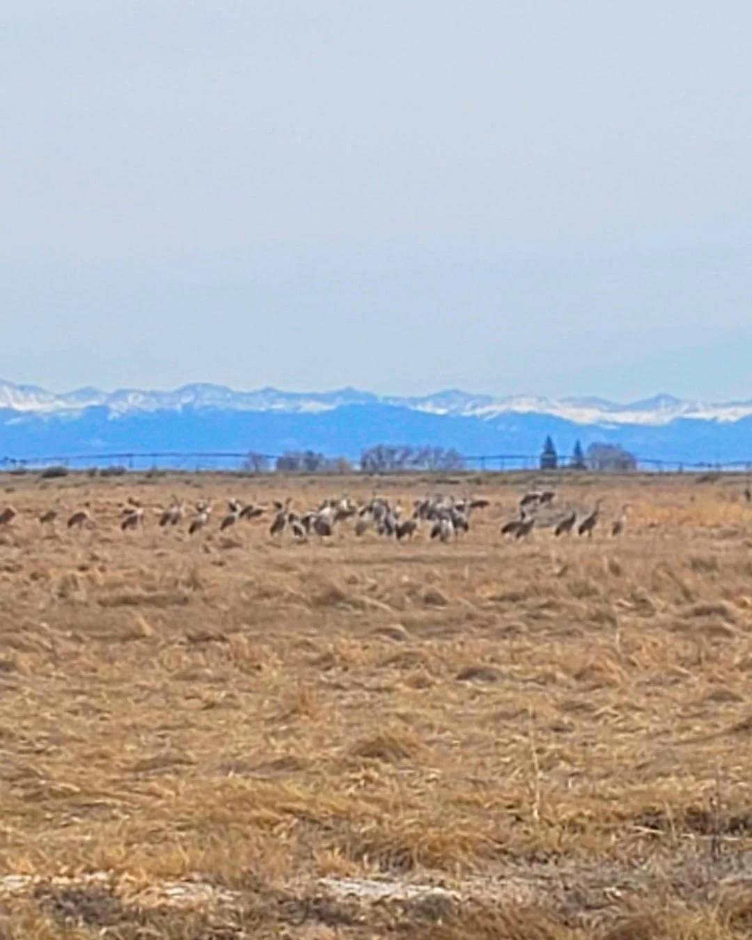 Sandhill Cranes viewing from Monte Vista National Wildlife Refuge