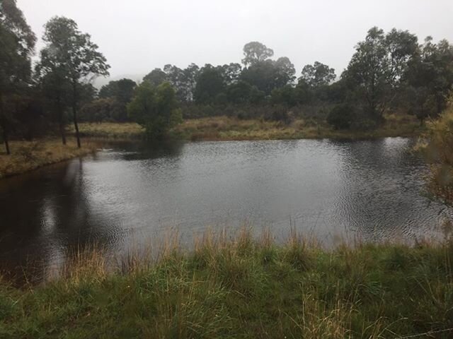 A full farm dam at Ruffy this morning. Up to 7pm over 60 mm has been recorded in many locations around the district. With the ground still warm there are mushrooms a plenty!