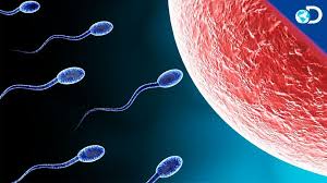 number one fertility problem.jpeg