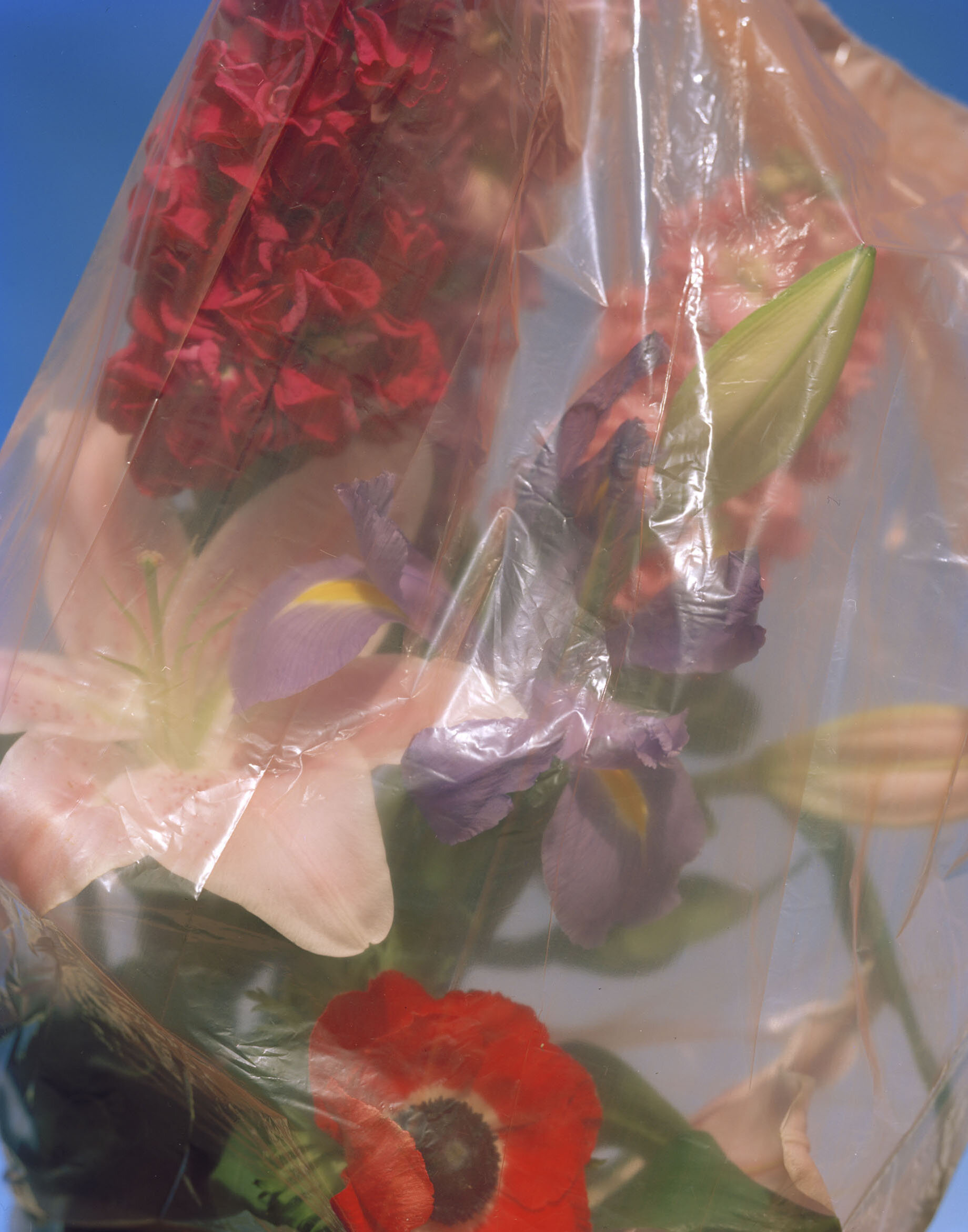 Bouquet in plastic II