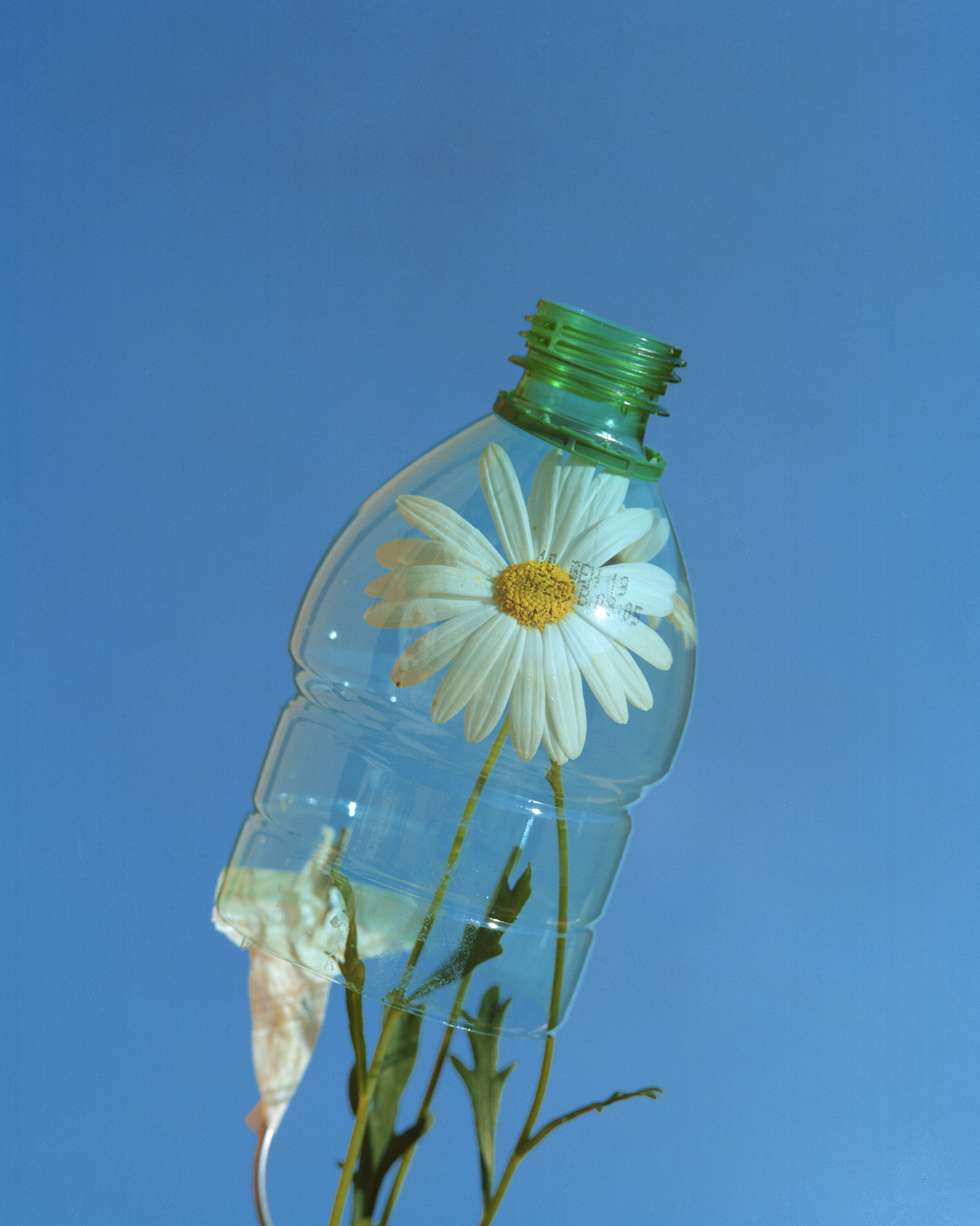 Daisy in Bottle